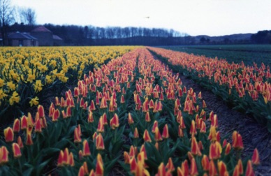 champ de tulipes et jonquilles